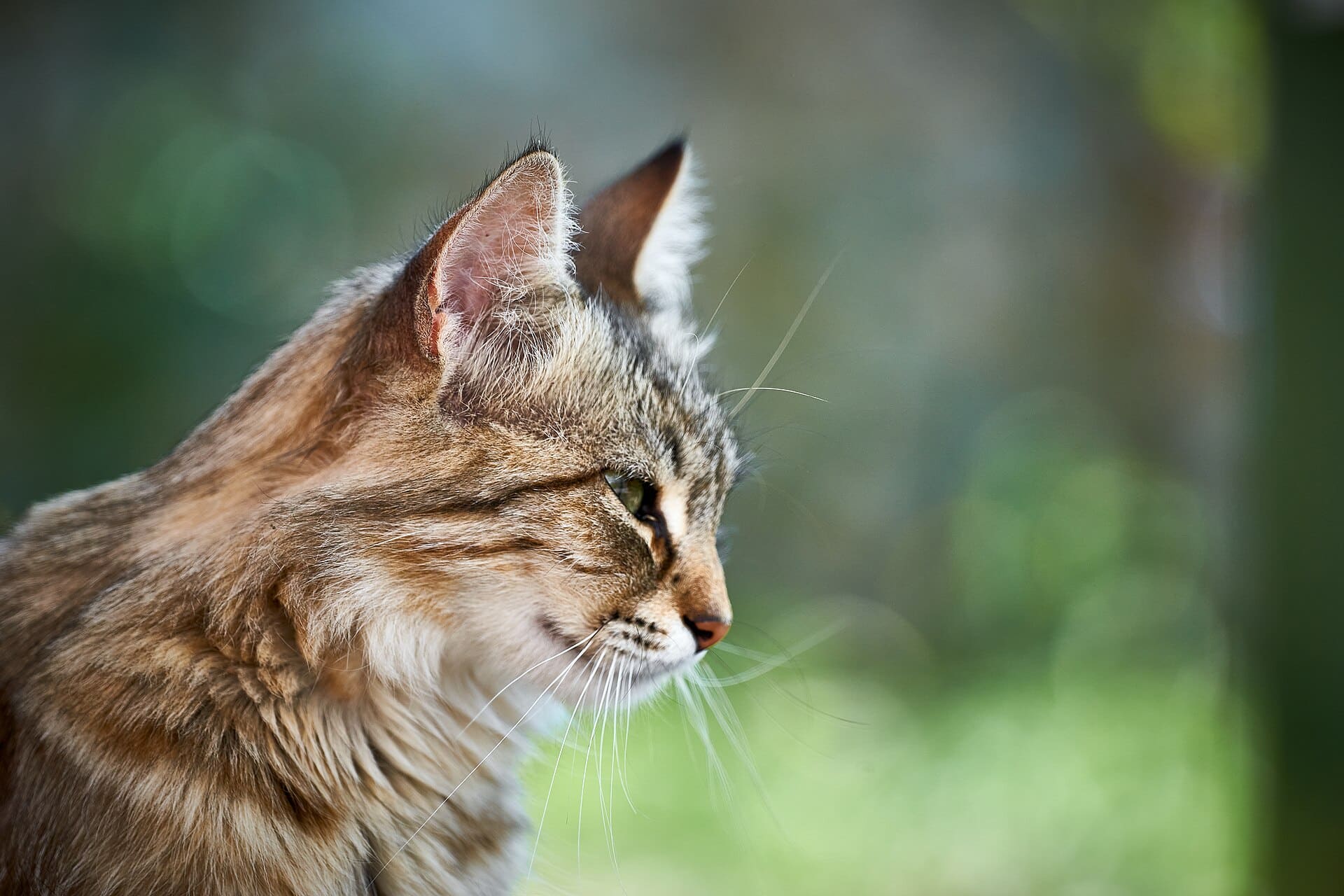 Cat (Felis catus) in the town of Gračac in the county of Zadar, Croatia